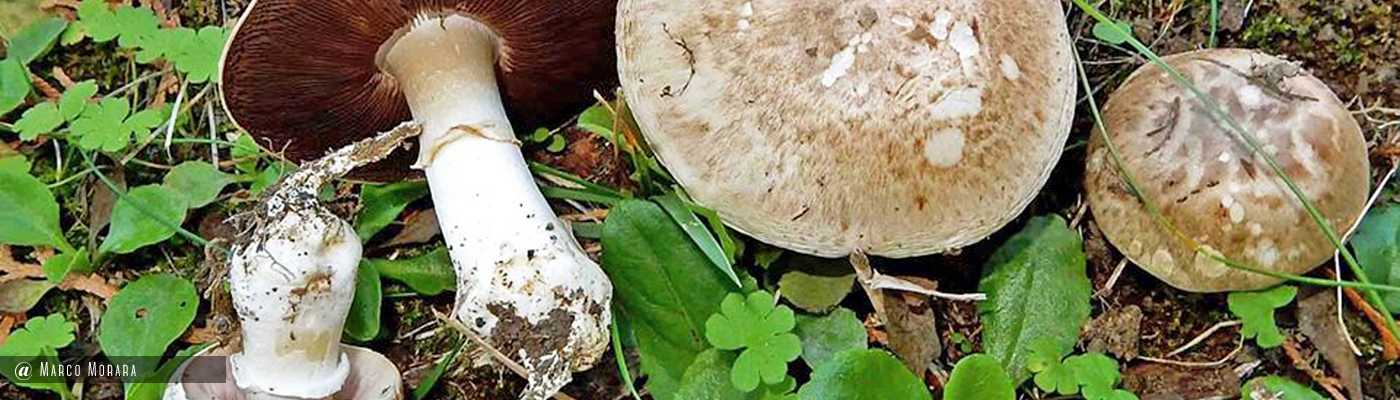 Agaricus bresadolanus